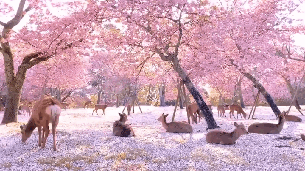 Herde von Hirsch, die sich unter einigen Kirschblüten in Nara, Japan, entspannen.