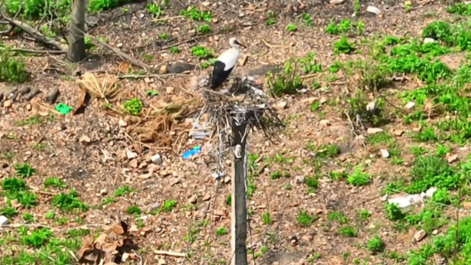 Die ukrainische «The Ravens» UAV -Firma der 129. Brigade der Territorialverteidigung eliminiert russische Infanterie in der Nähe von Gornal, Kursk in Kursk, Russland. [May 2025]