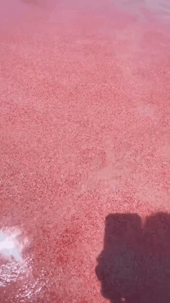 Der rosa Sand von Komodo Island, Indonesien!