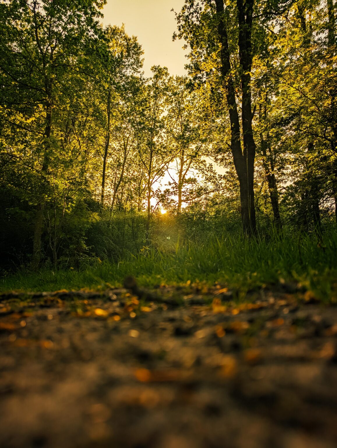 Goldene Stunde im Wald