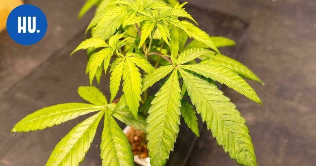 Grüße aus Helsinki! Unsere lokalen Nachrichten teilten uns heute mit, dass die durchschnittliche Person in Tallinn täglich 48 480 Dosen Cannabis konsumiert.