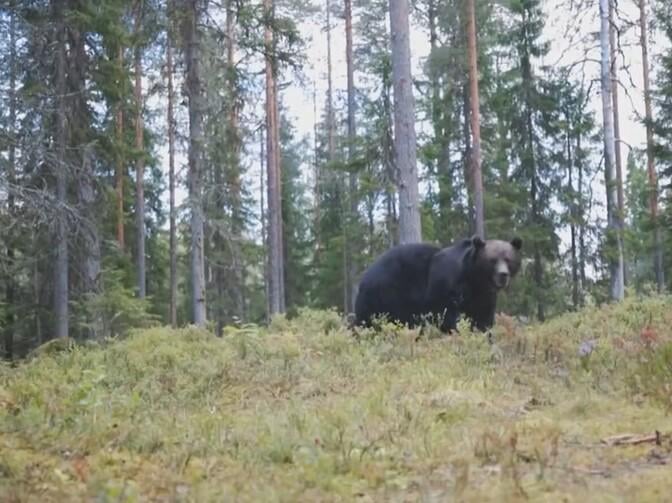 Der Bär rennt in Nõmme/Rahumäe in Tallinn herum
