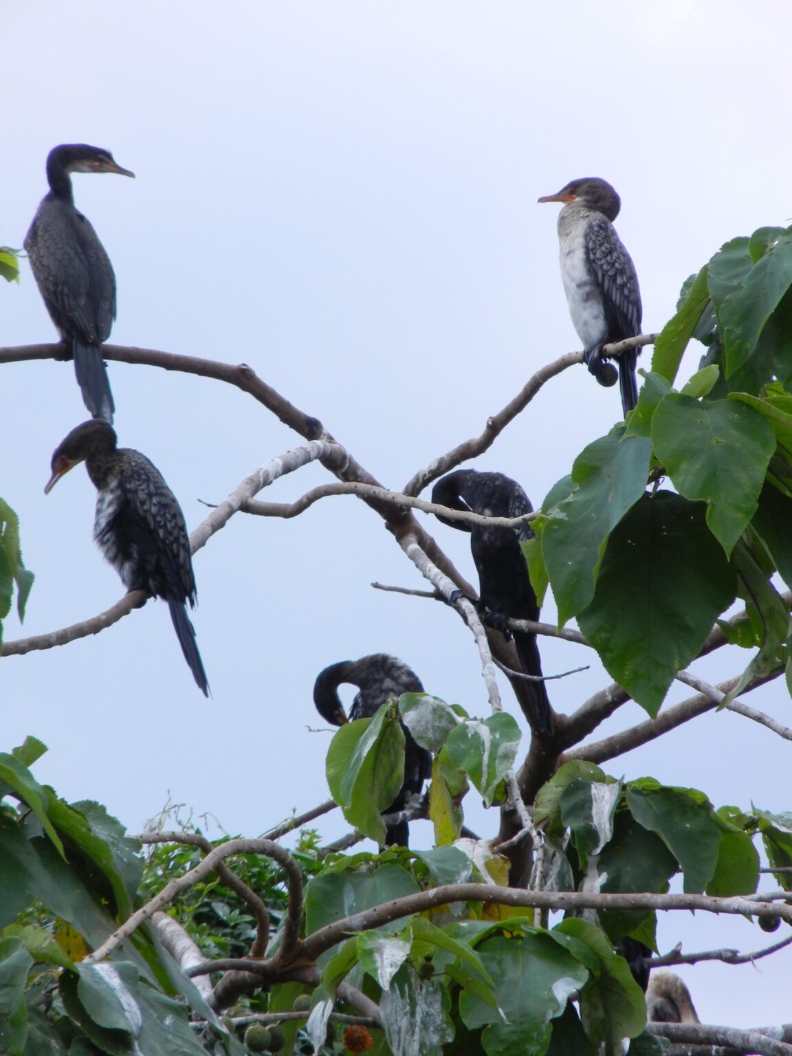 Vögel auf dem Nil in Uganda