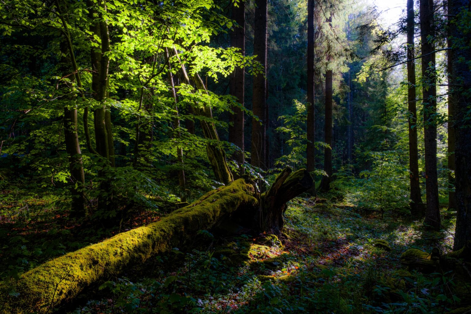 Im Wald