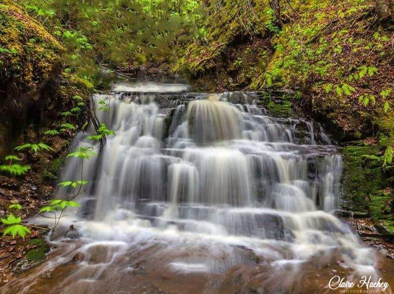 Einatmen in all den Waldgeruch und Schönheit. New Brunswick, Kanada