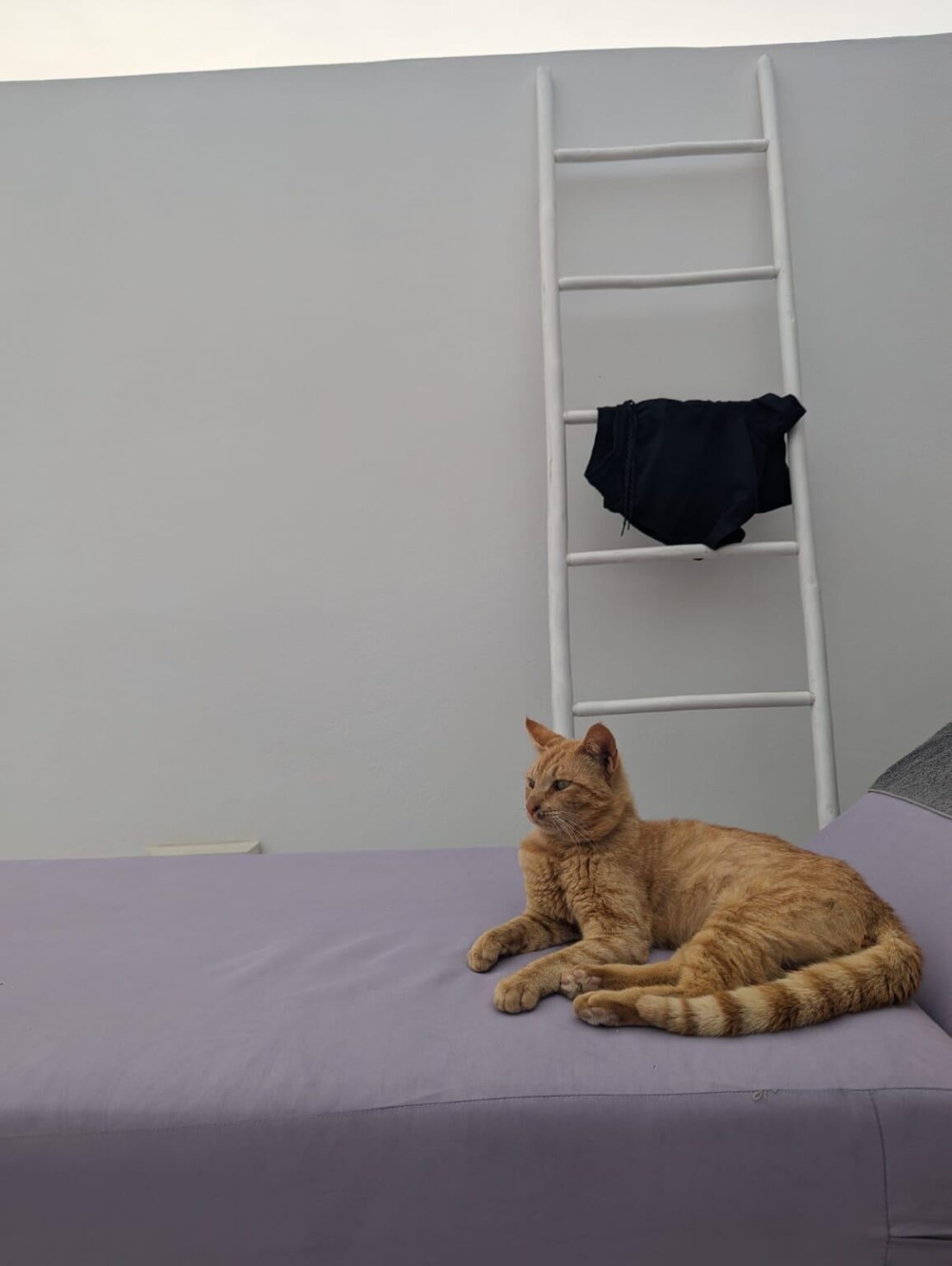 Dringend – Brauchen Sie Hilfe für ein streunendes Orangenkätzchen in Milos, Griechenland (morgen gehen und nicht wissen, was zu tun ist) Dringend - Brauchen Sie Hilfe für ein streunendes Orangenkätzchen in Milos, Griechenland (morgen gehen und nicht wissen, was zu tun ist)