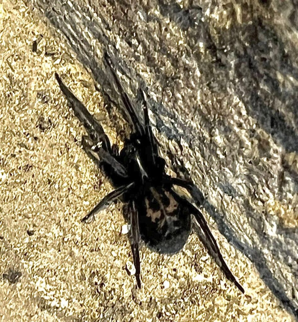 Eine Art Spinne? 🕷️