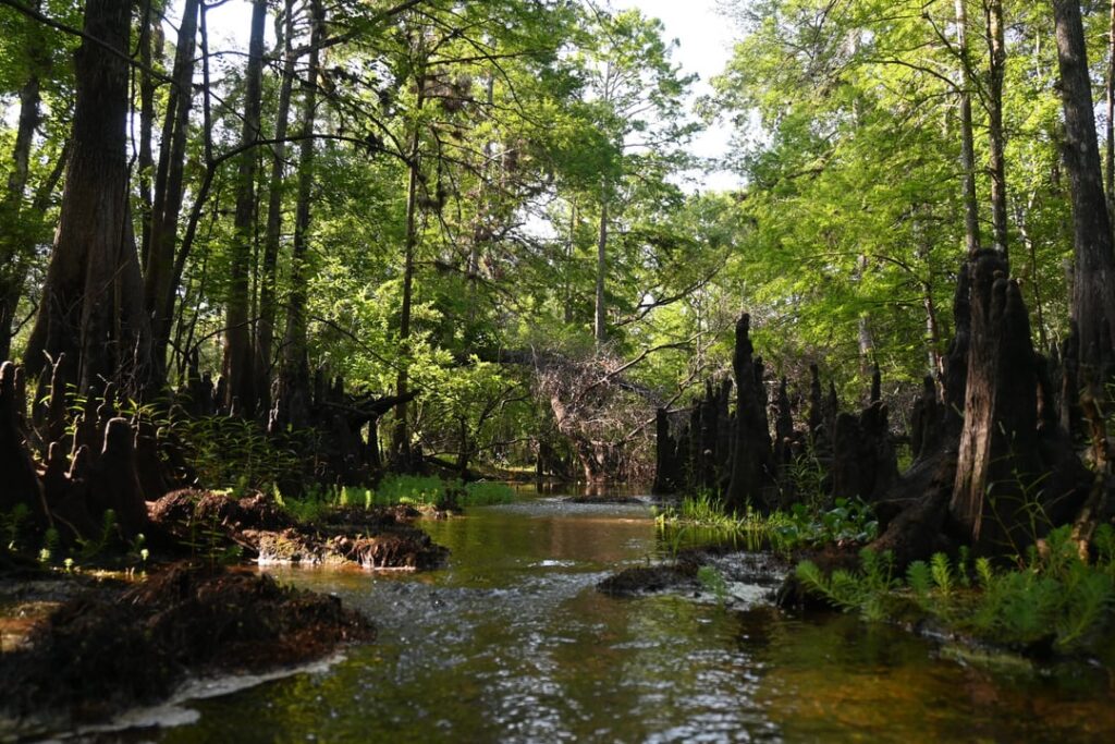 Frühlingsjagd in der Wildnis in Florida