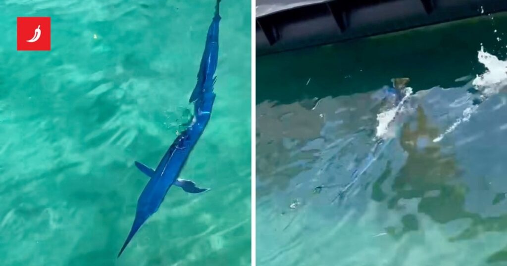 Ein Video in Makarska hat zwei Meter Iglan genommen, es mit Steinen gedreht