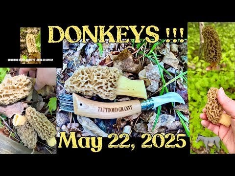 Morel Mania