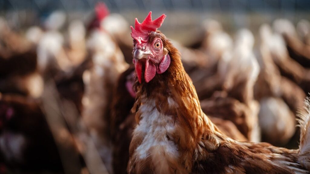 Von Hühnchen bis zu Kartoffeln wurden Großbritannien nie weniger von seinem eigenen Essen gewachsen