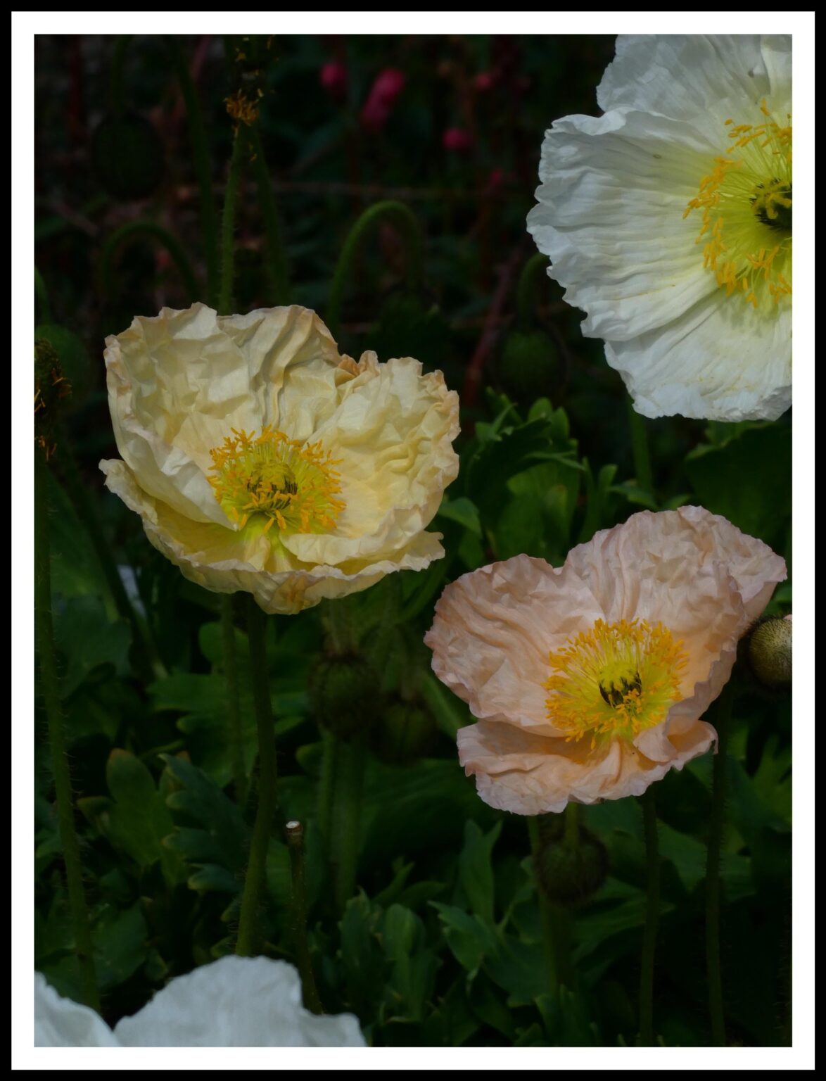 Die schönsten Mohnblumen! Was denken wir?