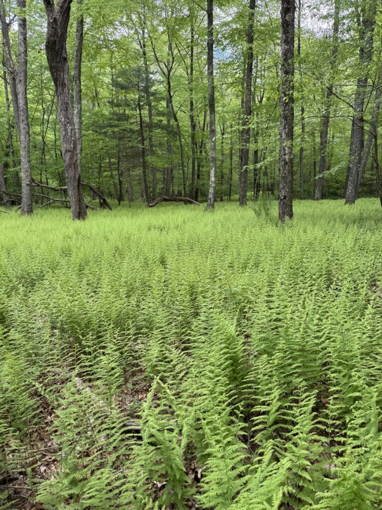 Wanderweg in Connecticut