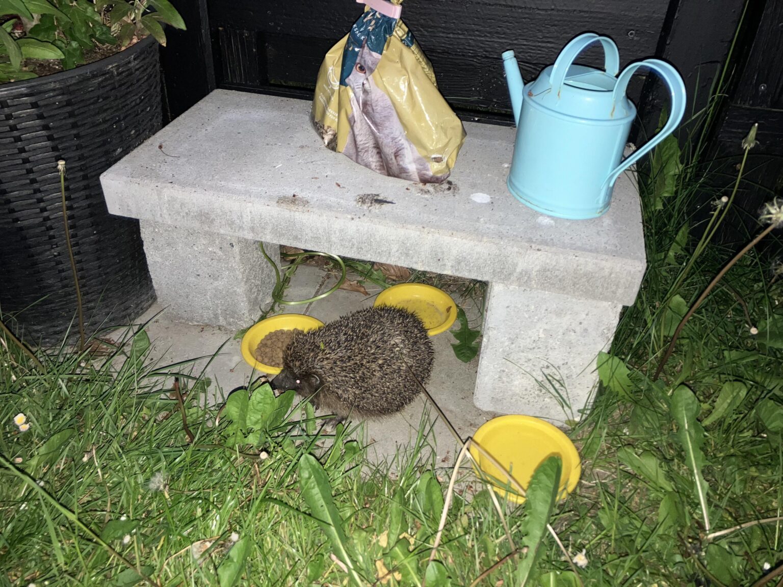 Denken Sie daran, den Igel zu helfen.