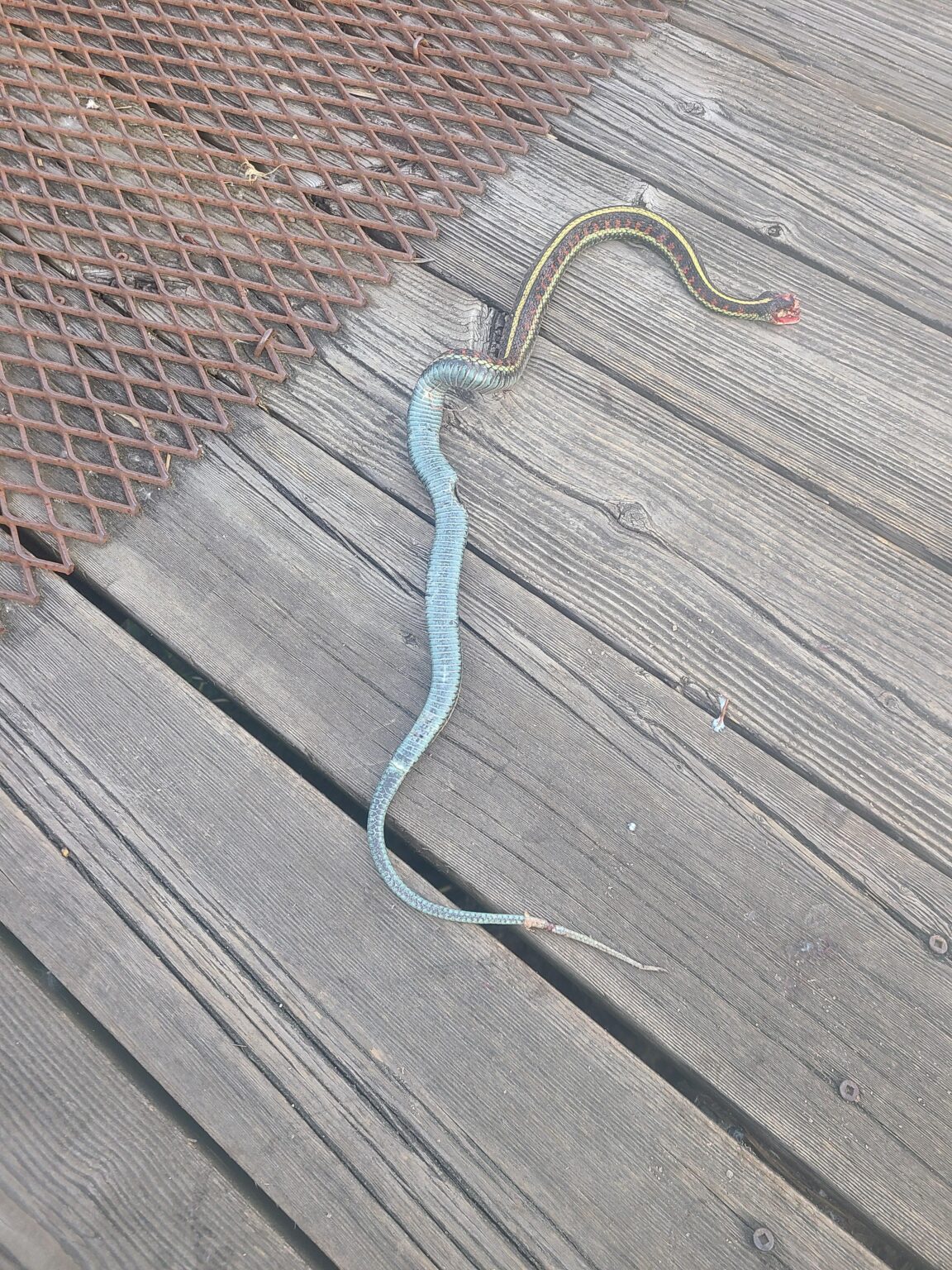 Schlechter Tag für Snek.