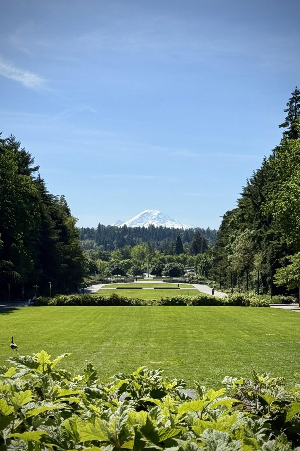 Mt. Rainier
