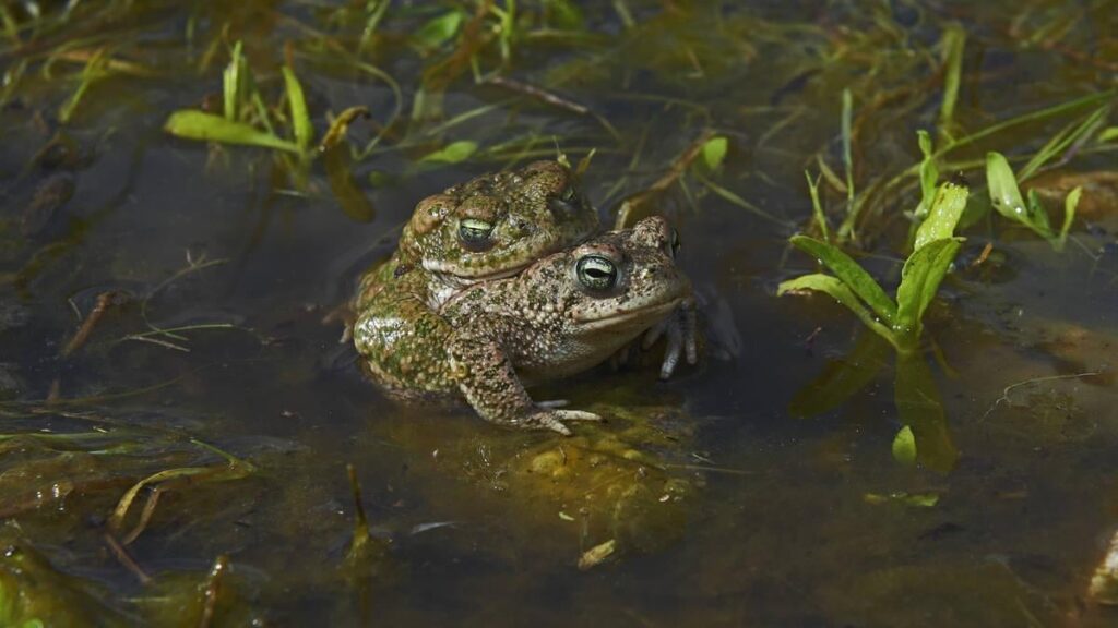 Großbritanniens lautester Amphibien macht ein bemerkenswertes Comeback, das nach Projekt, das für Naturschutzbemühungen „Blaupause“ sein könnte Großbritanniens lautester Amphibien macht ein bemerkenswertes Comeback, das nach Projekt, das für Naturschutzbemühungen "Blaupause" sein könnte