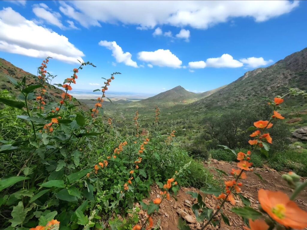 In der Nähe des Texas -Schritts