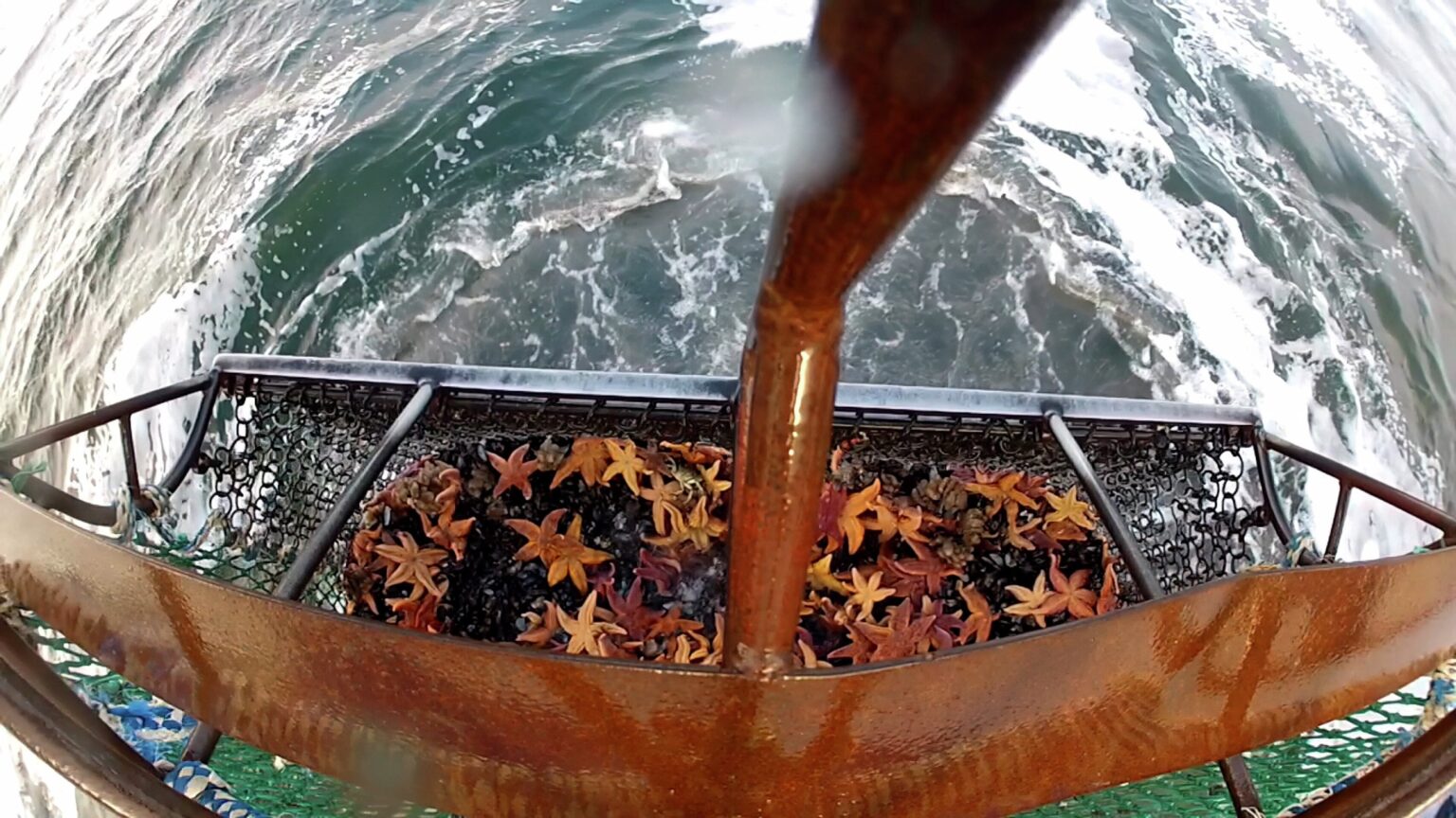 So sieht es aus, wenn das Musselfischen das gesamte Leben auf den Meeresboden zerstört - die dänische Naturschutzvereinigung