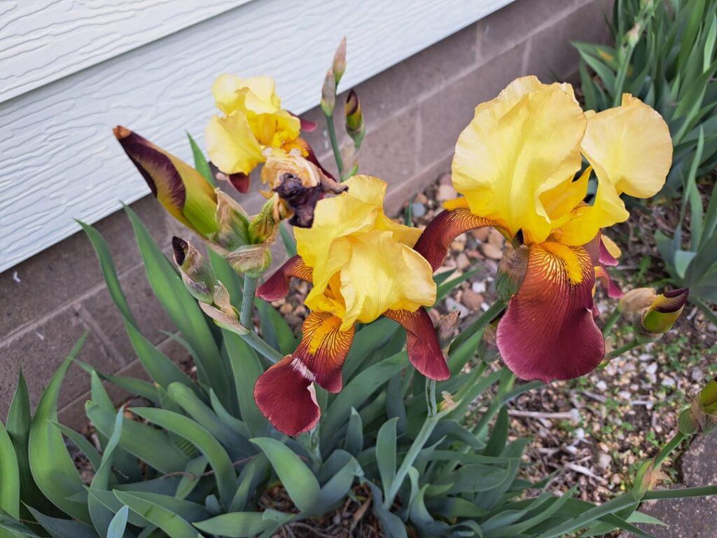 Iris
