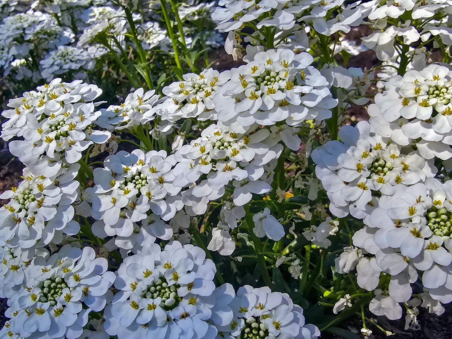 Ich bin so glücklich mit all den Blumen in voller Blüte!