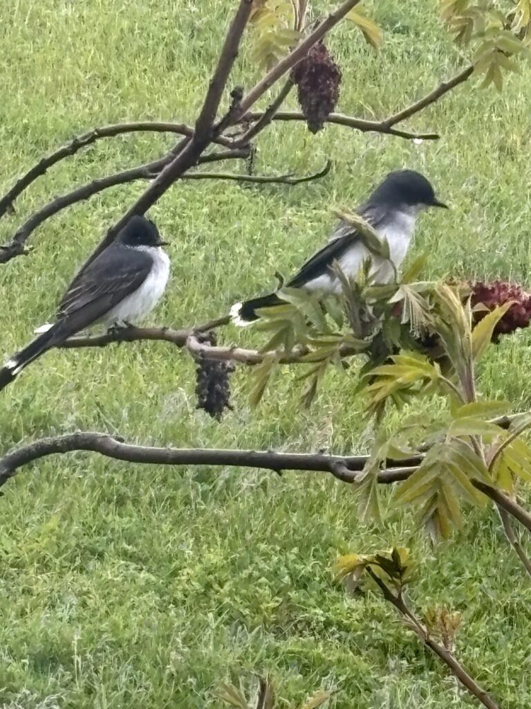 Ostkingbird