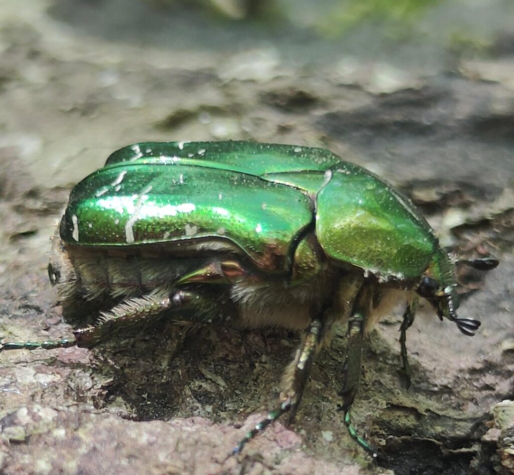 Ein goldenes Ketoin, der im Fontainebleau -Wald begegnet ist.