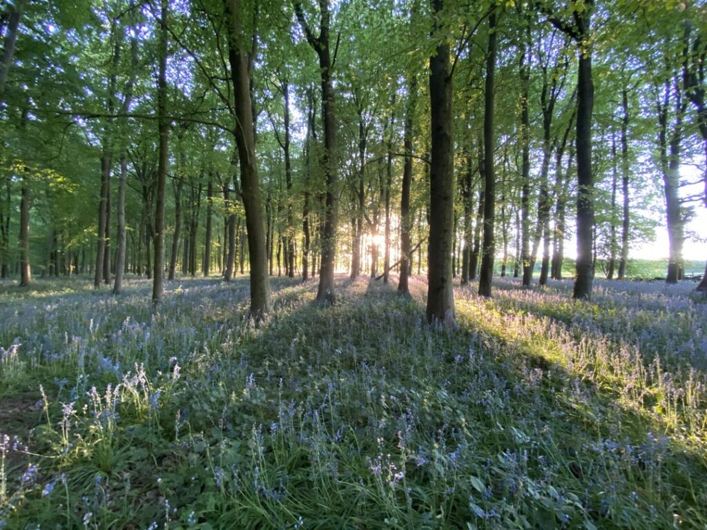 Schöner Abendspaziergang