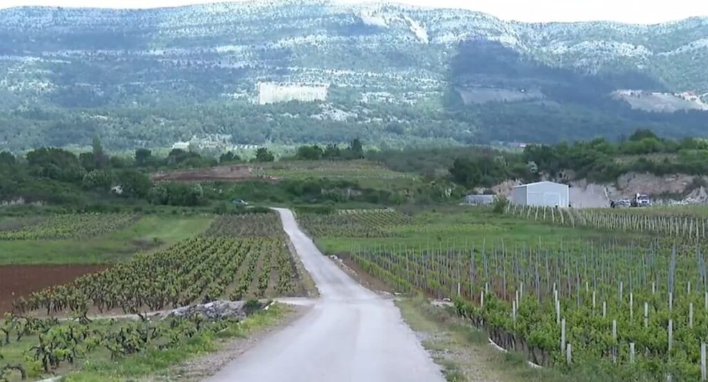 Der Aufruhr der Wachstum der Brza -Straße in Peljesac wird durch Weinberge traditioneller Sorten gebaut, die durch europäisches Geld errichtet werden Der Aufruhr der Wachstum der Brza -Straße in Peljesac wird durch Weinberge traditioneller Sorten gebaut, die durch europäisches Geld errichtet werden