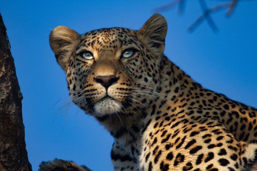 Wut über £ 116.000 Trophäenjagdurlaub für Touristen, um Leoparden zu schießen
