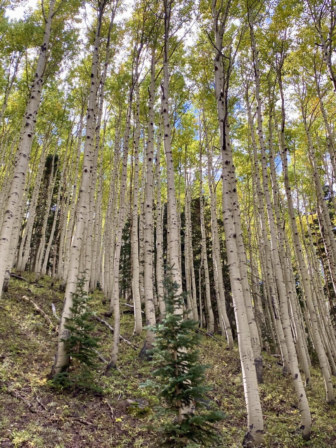Flagstaff, die