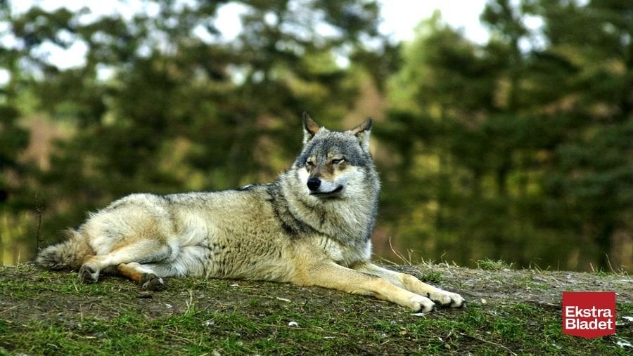 Zwei von Wölfen getötete Hunde, die vermutet wurden