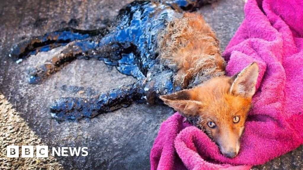 London Fox Cub in Bitumen, das von Essex Animal Hospital - BBC News gerettet wurde
