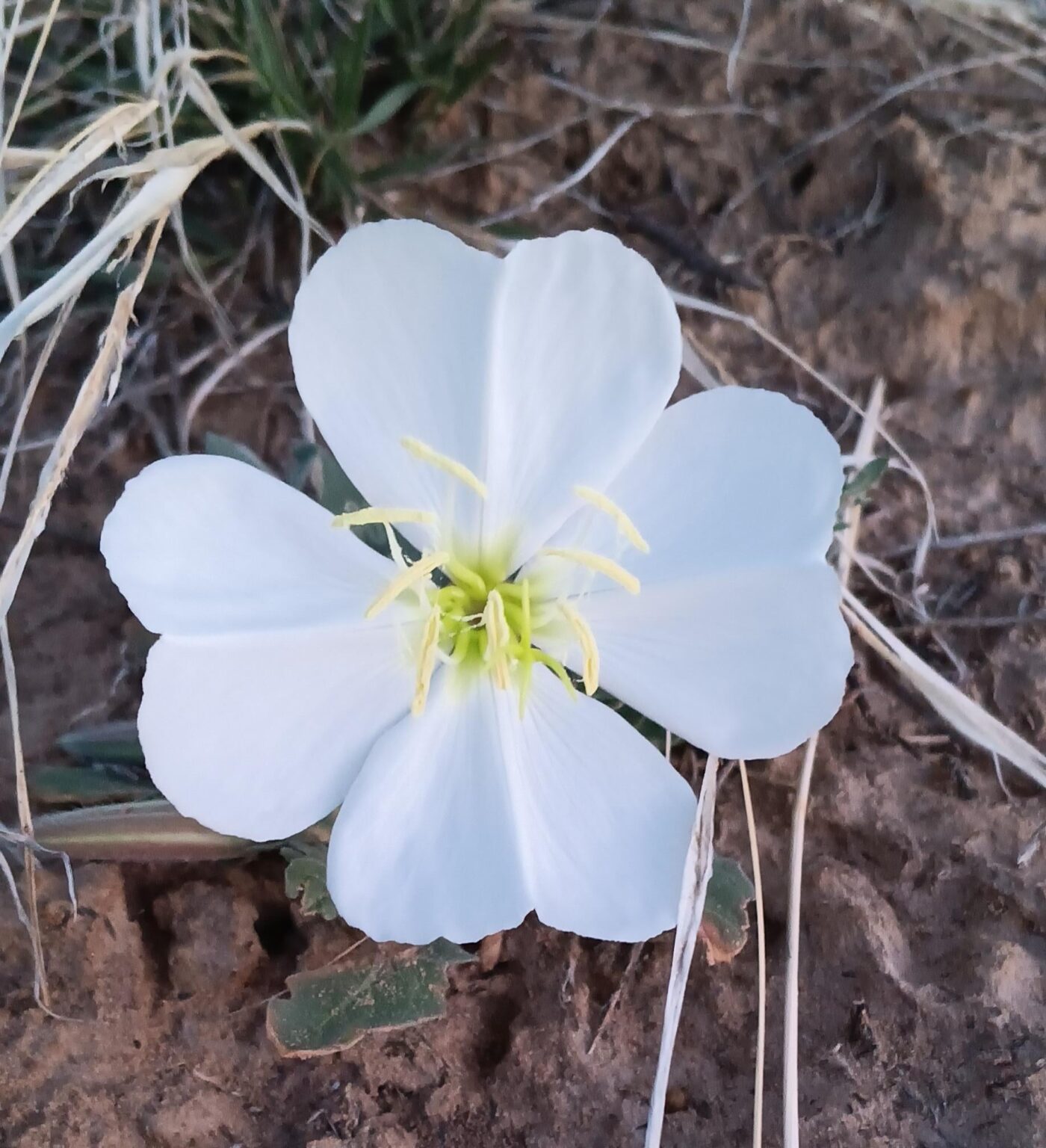 Eine tufte Abendprimrose, NM [OC]