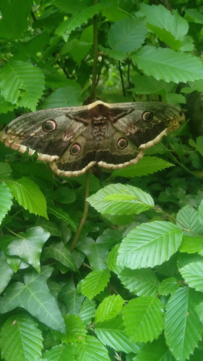 Ein interessanter Schmetterling