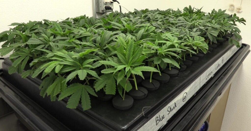 Texas House Passes Bill verbietet Verkauf und Besitz von THC -Cannabisprodukten