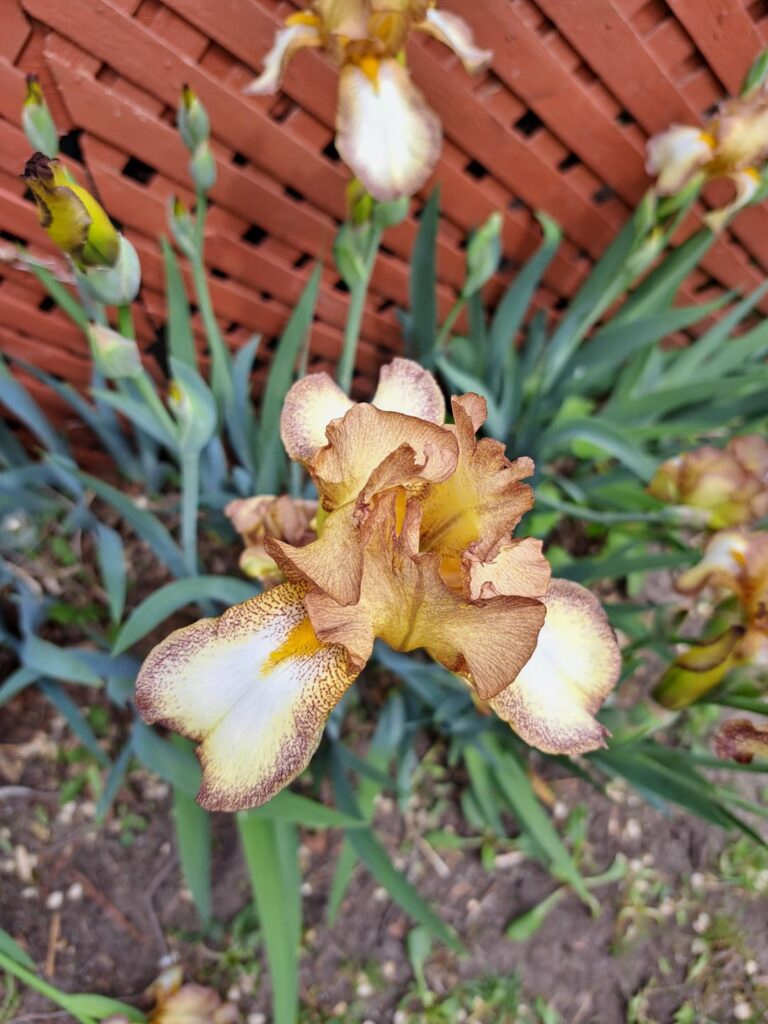 Würzige Vanille -Iris