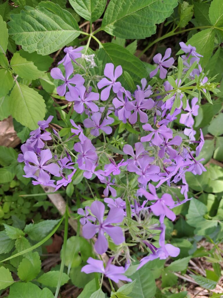 Verschiedene Blumen