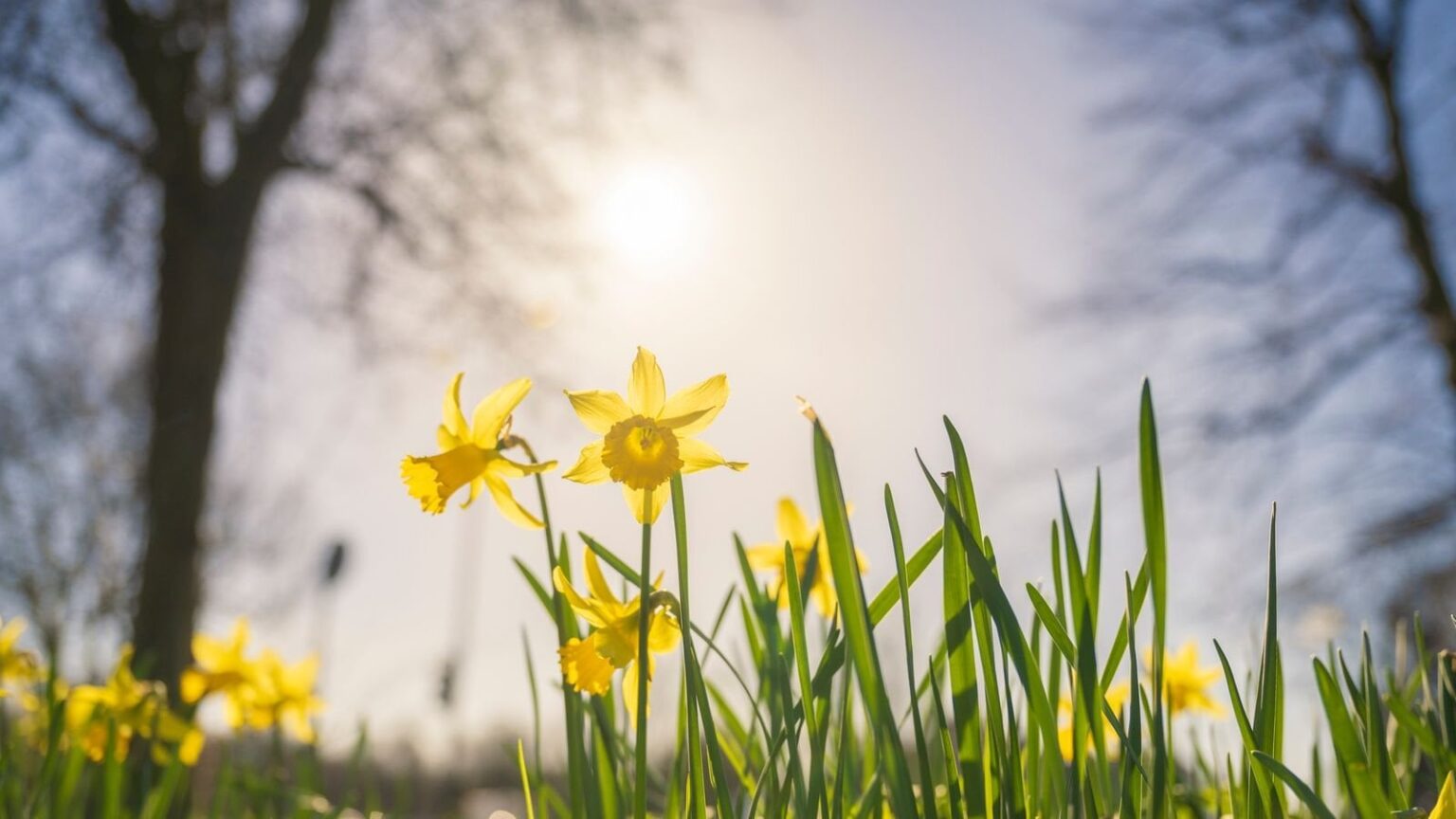 Großbritannien hat seinen sonnigsten Frühling seit Beginn der Aufzeichnungen, sagt Met Office