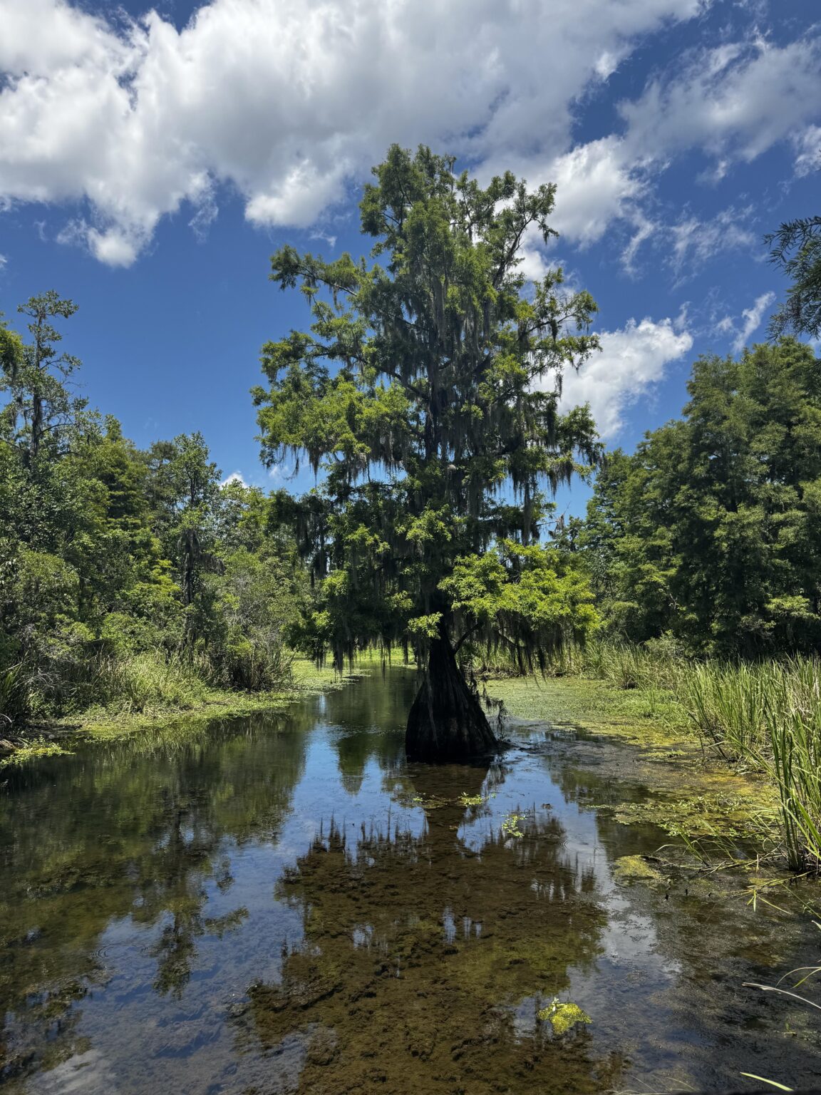 South Carolina Swamp Wandern