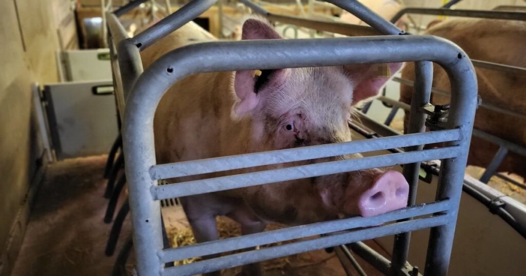 Ruft auf, "eine der schwersten Formen der Tierquälerei in diesem Land" zu beenden.