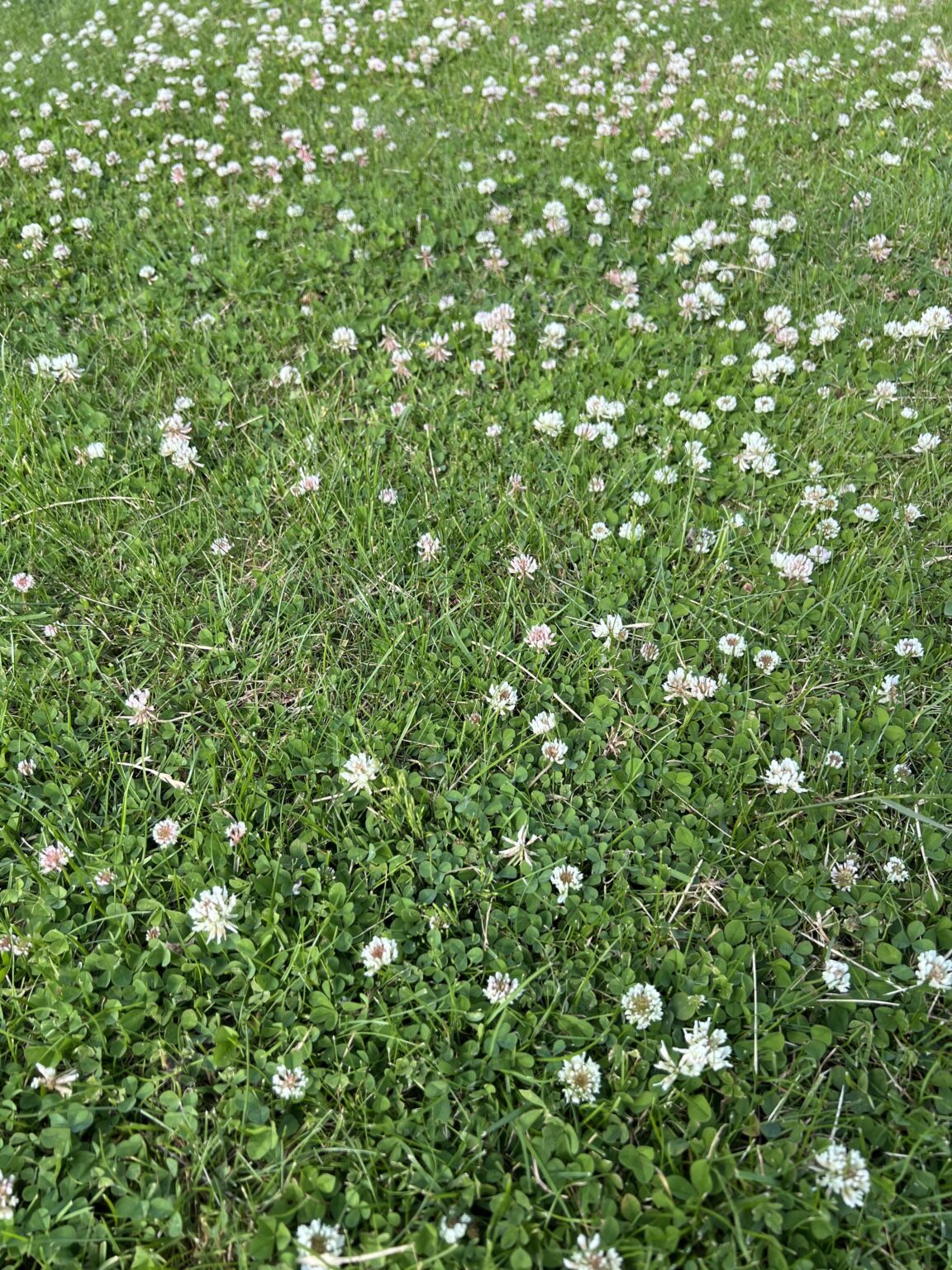 Wie bekomme ich auf meinem Rasen Gänseblümchen? Wie bekomme ich auf meinem Rasen Gänseblümchen?