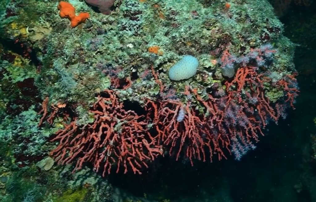 Video zerstörte die rote Korallenstelle in der Nähe von Zadar - Meeresbiologe: "Wir sind der einzige Staat der Welt, der streng geschützt ist und der gefährdete Typ entlarvt und verkauft!"