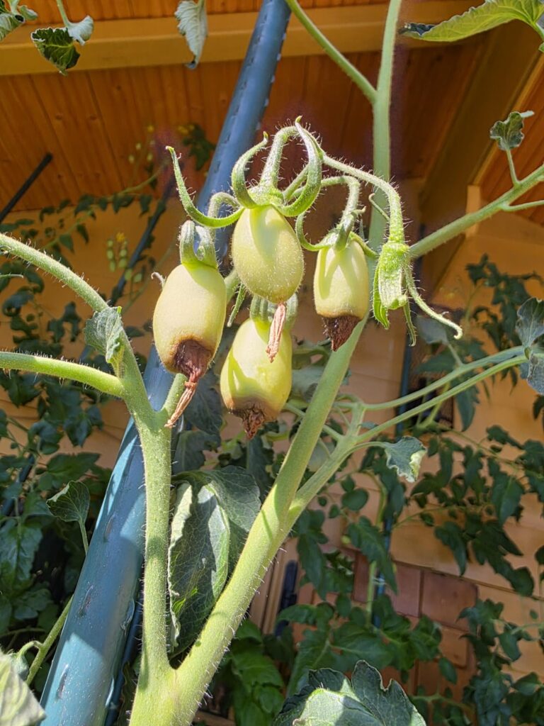 🍅 immer faul