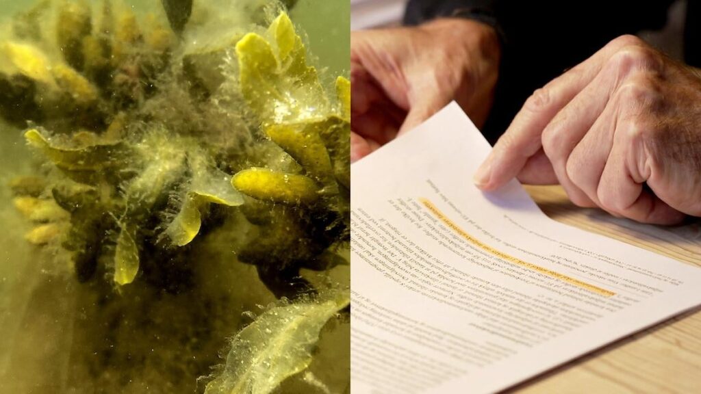 Offenlegung: Beamte warnen seit 14 Jahren, dass das Umweltministerium die Verschmutzung des Meeres versteckt