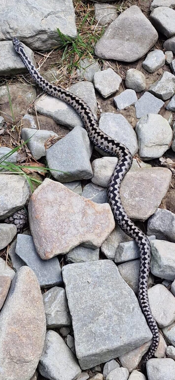 Viper oder Schlange?