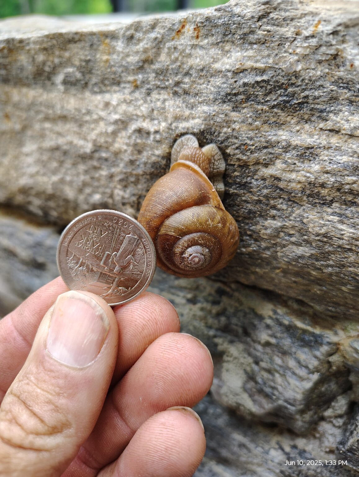 Ich fand eine Babyschnecke