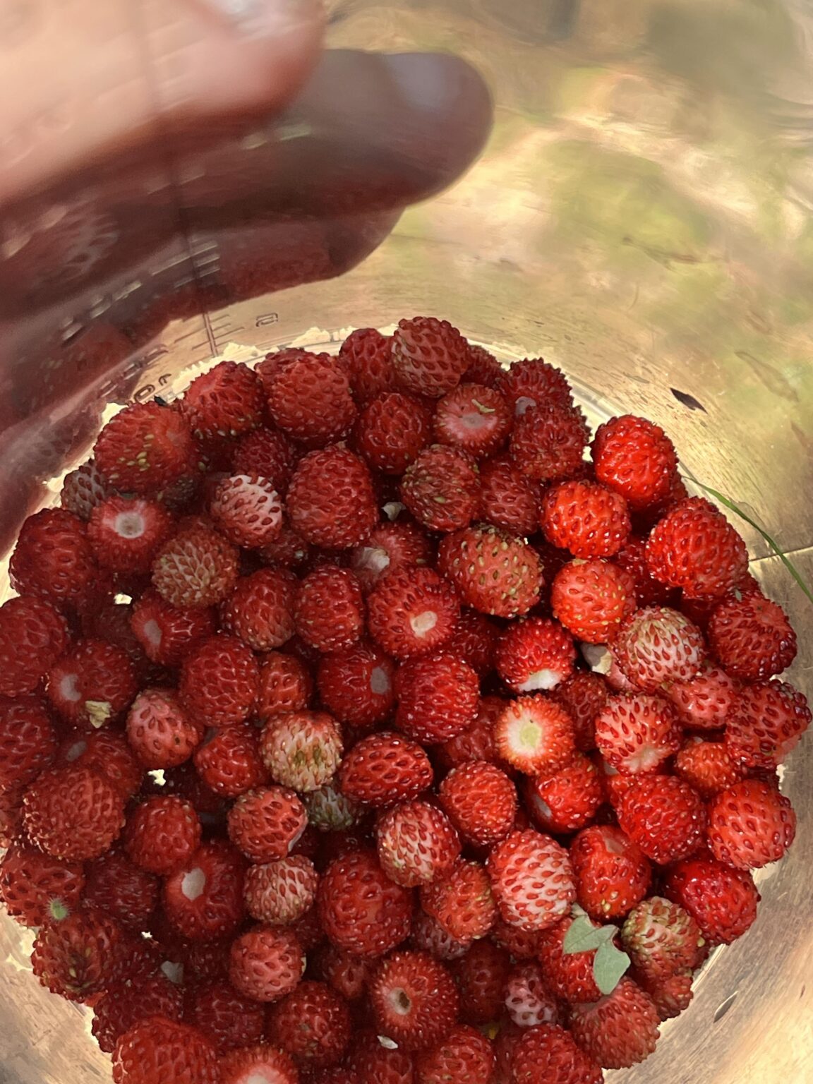 Wald voller Erdbeeren 🥰🌲