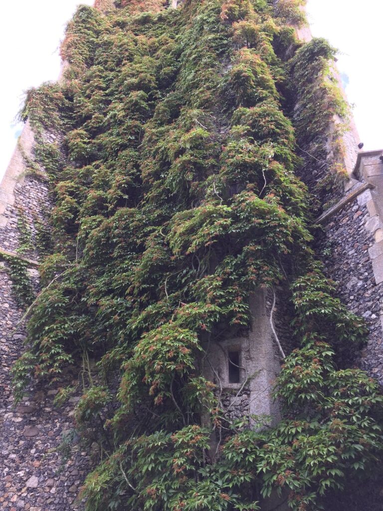 Nature Reclamation