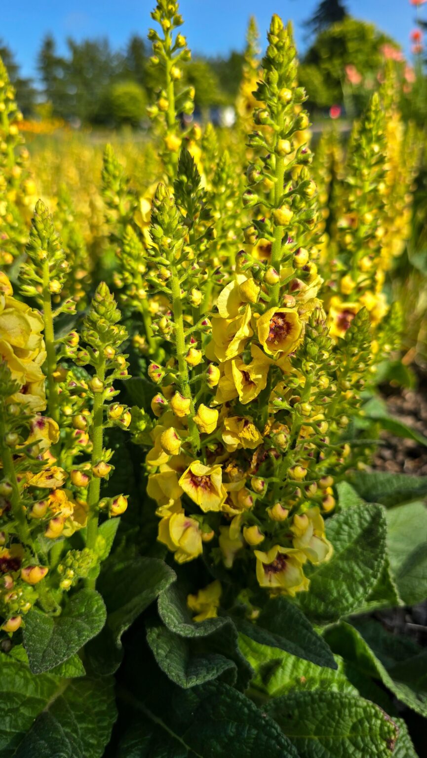 Ich fand, dass dieser Schwaden von gelben Blumen schön ist und wollte